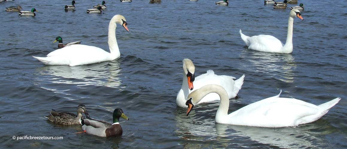 Victoria park walk shore excursion swans