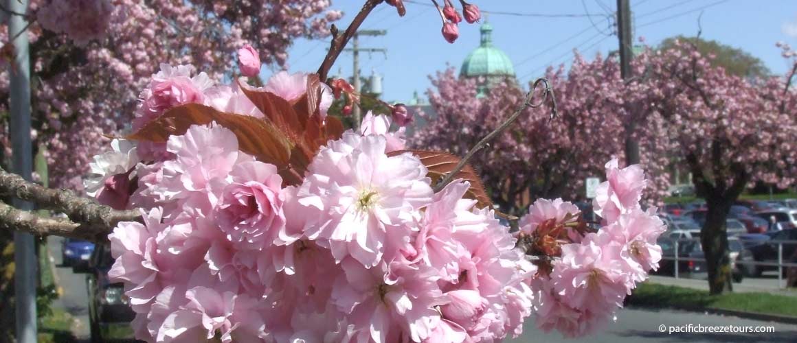 Victoria BC cherry blossoms