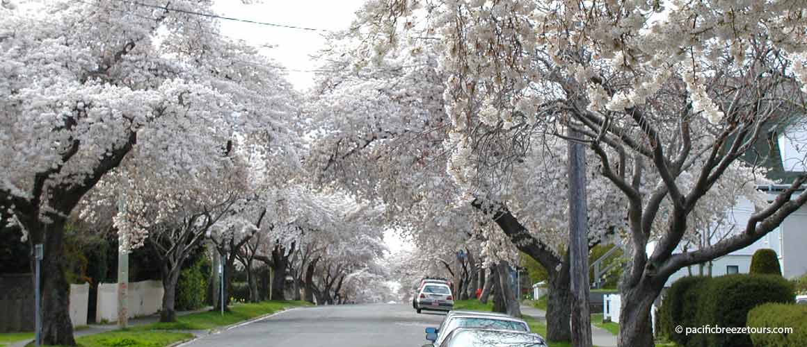 Cheery blossom canopy Victoria BC