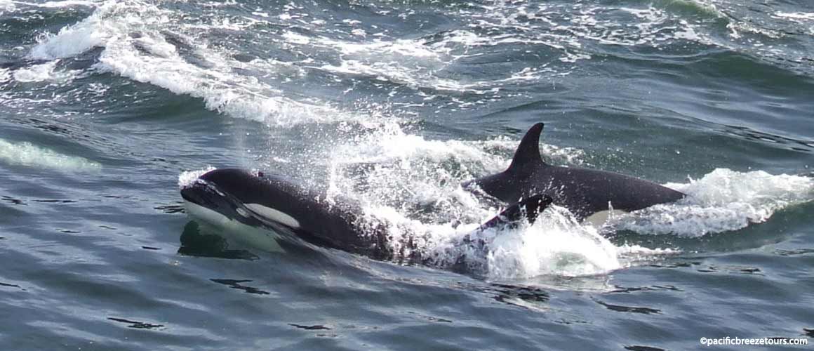 vancouver Island whale watching tours