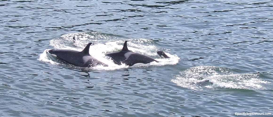 Victoria BC whale watching tours