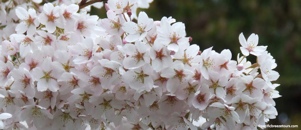 spring yoshino cherry blossoms